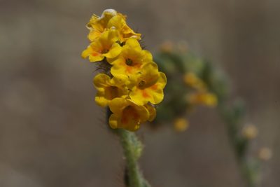 Amsinckia menziesii, photographed by Arvel Hernandez