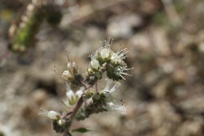 Phacelia imbricata, photographed by Arvel Hernandez