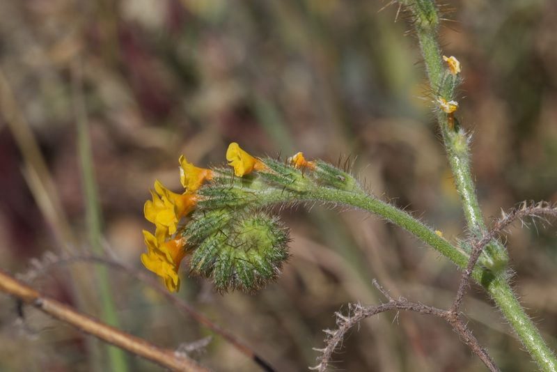 Amsinckia lunaris, photographed by Arvel Hernandez