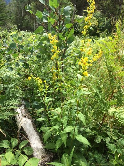 Solidago macrophylla, photographed by Étienne Lacroix-Carignan