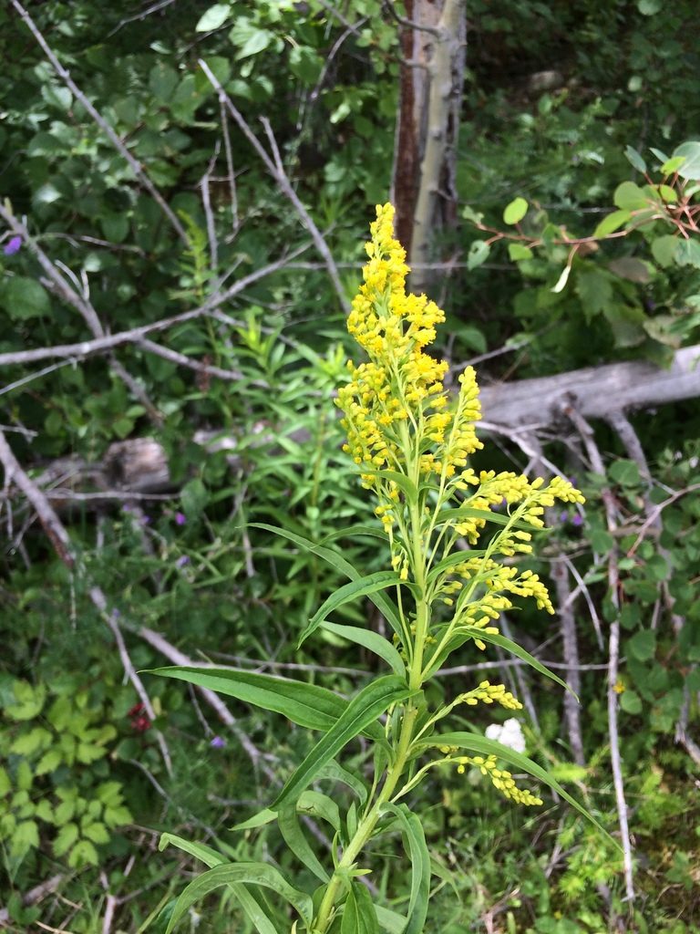 Solidago bartramiana, photographed by Étienne Lacroix-Carignan