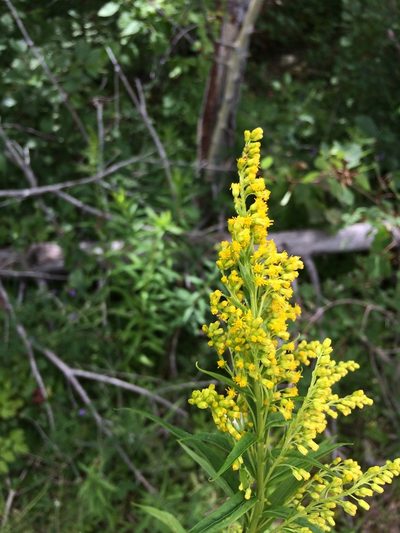 Solidago bartramiana, photographed by Étienne Lacroix-Carignan