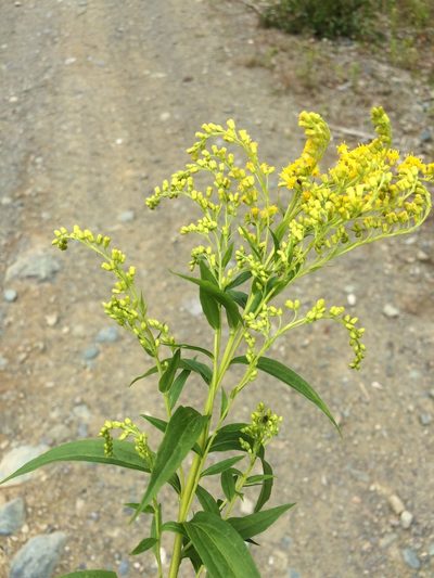 Solidago bartramiana, photographed by Étienne Lacroix-Carignan