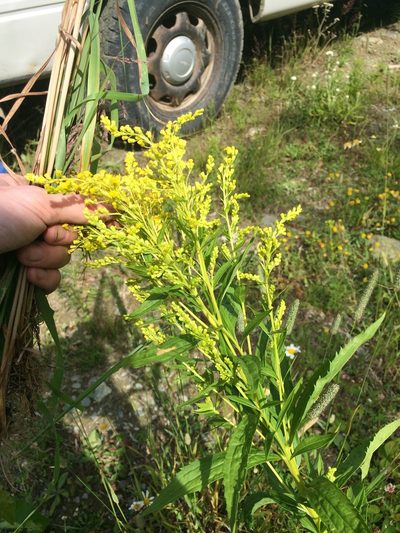 Solidago bartramiana, photographed by Étienne Lacroix-Carignan