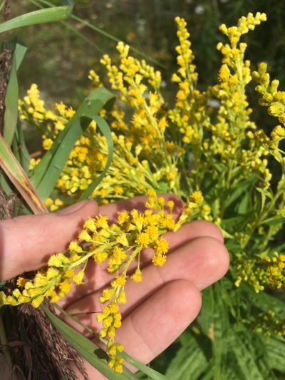 Solidago bartramiana, photographed by Étienne Lacroix-Carignan