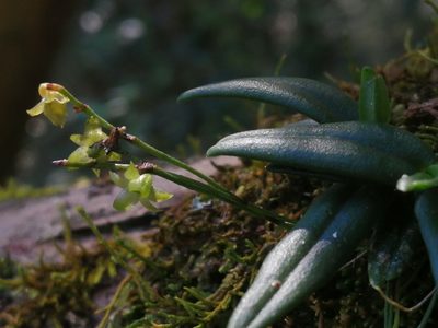 Angraecum sacciferum