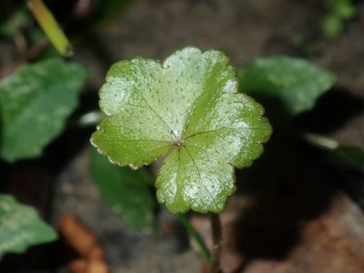 Hydrocotyle hirta, photographed by Thomas Mesaglio
