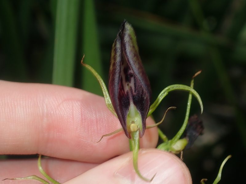 Cryptostylis erecta, photographed by Thomas Mesaglio