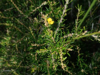 Aotus ericoides, photographed by Thomas Mesaglio