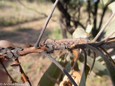 Terminalia sericea, photographed by Andrew Hankey