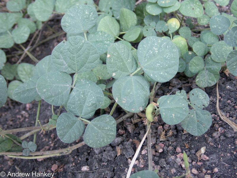 Rhynchosia adenodes, photographed by Andrew Hankey