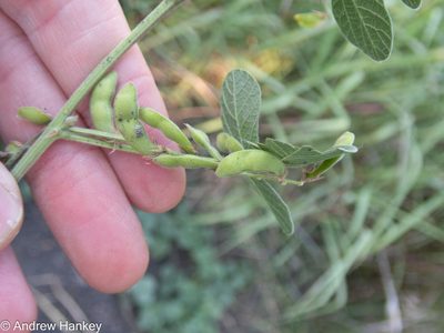 Rhynchosia adenodes, photographed by Andrew Hankey