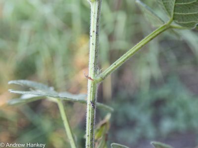 Rhynchosia adenodes, photographed by Andrew Hankey