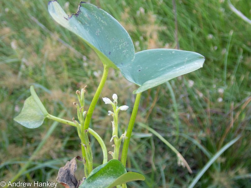 Heteranthera callifolia, photographed by Andrew Hankey