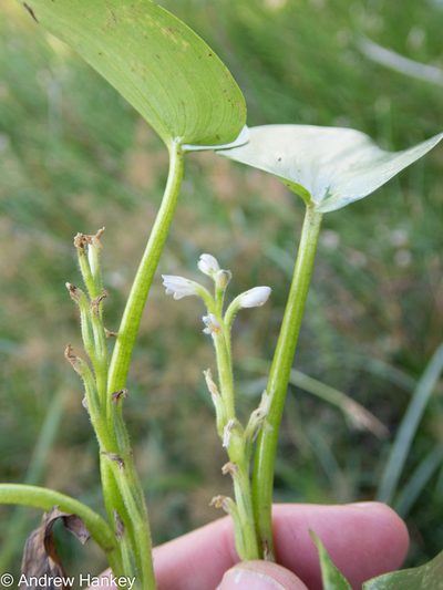 Heteranthera callifolia, photographed by Andrew Hankey