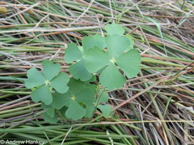 Marsilea farinosa, photographed by Andrew Hankey