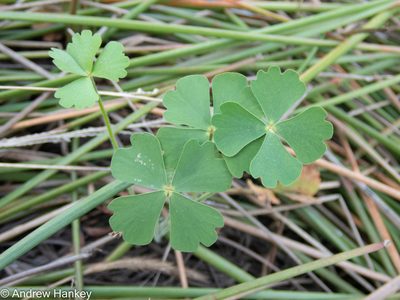 Marsilea farinosa, photographed by Andrew Hankey