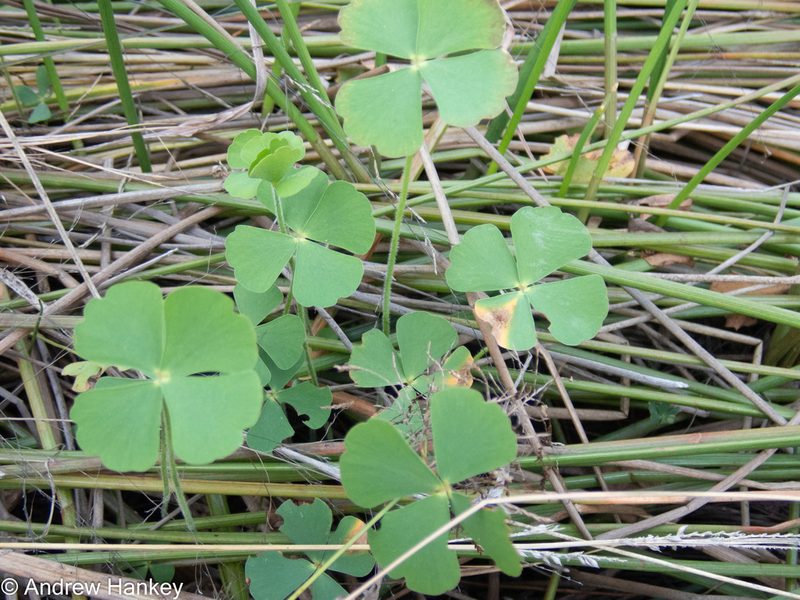 Marsilea farinosa, photographed by Andrew Hankey