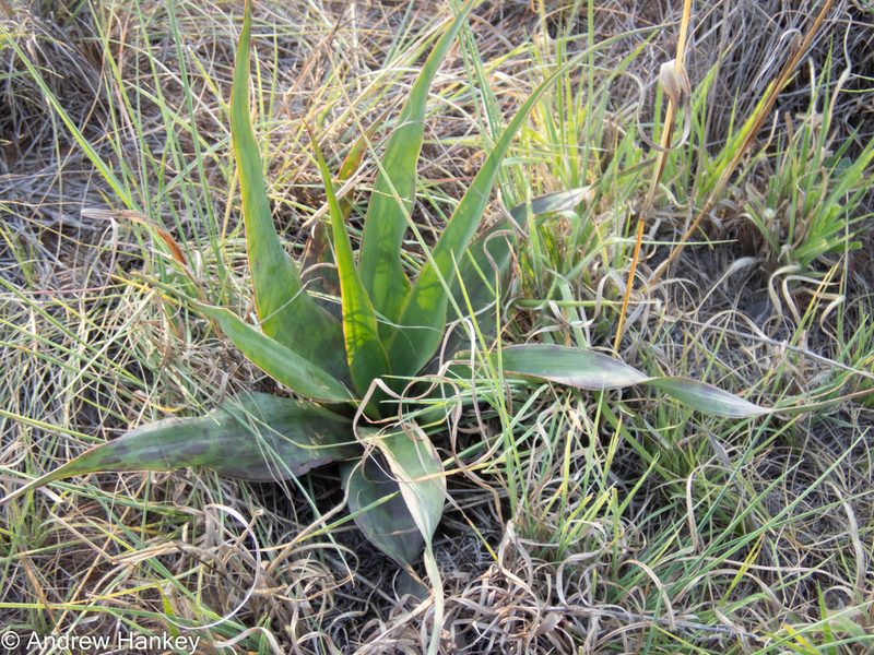Ledebouria marginata, photographed by Andrew Hankey