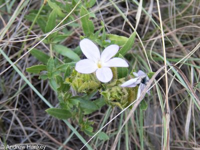 Barleria macrostegia, photographed by Andrew Hankey