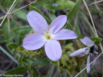 Barleria macrostegia, photographed by Andrew Hankey