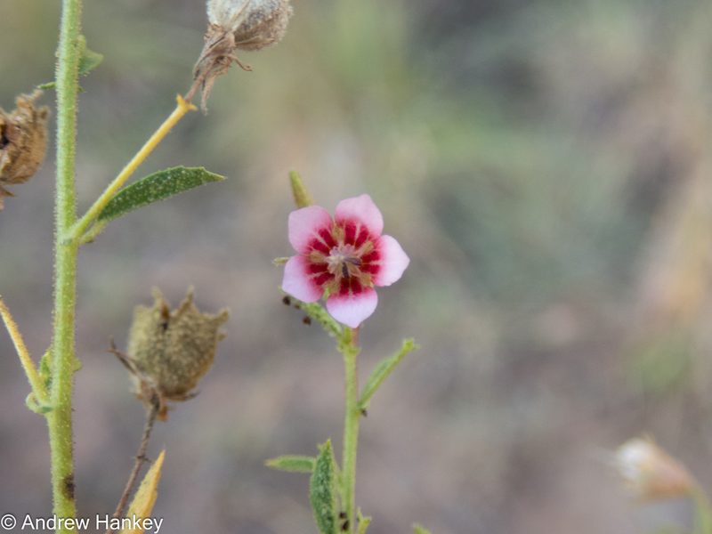 Hermannia boraginiflora, photographed by Andrew Hankey