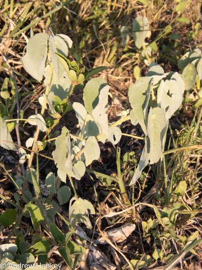 Abutilon austroafricanum, photographed by Andrew Hankey