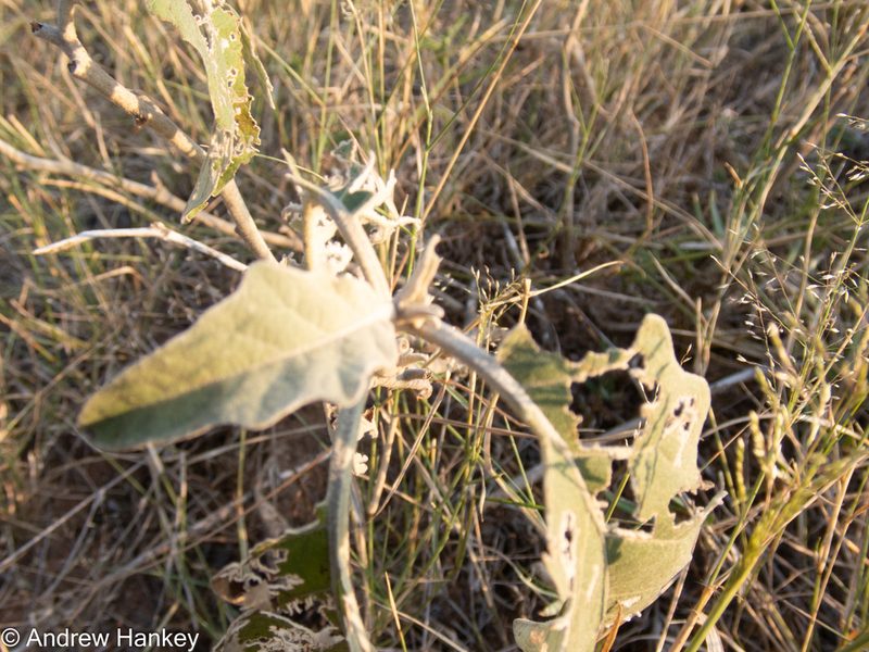 Solanum lichtensteinii, photographed by Andrew Hankey