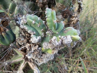 Cereus jamacaru, photographed by Andrew Hankey