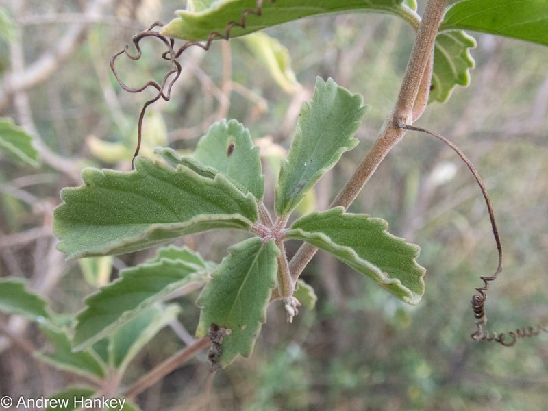 Cyphostemma puberulum, photographed by Andrew Hankey