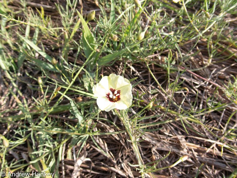 Merremia palmata, photographed by Andrew Hankey