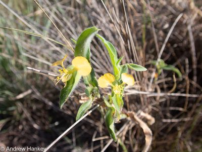 Commelina africana, photographed by Andrew Hankey