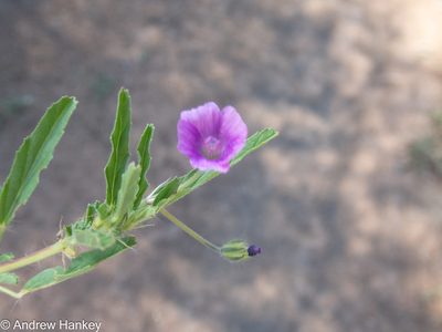 Monsonia angustifolia, photographed by Andrew Hankey