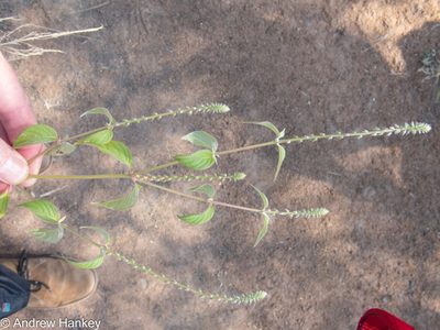 Achyranthes aspera, photographed by Andrew Hankey