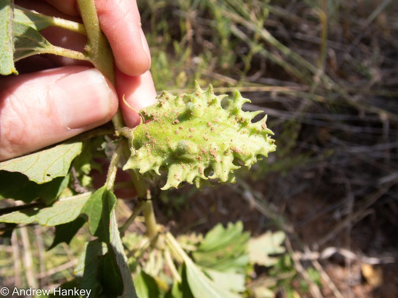 Harpagophytum zeyheri, photographed by Andrew Hankey