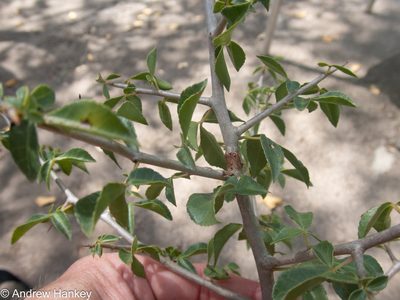 Commiphora neglecta, photographed by Andrew Hankey
