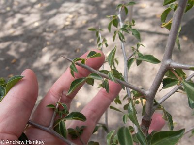 Commiphora neglecta, photographed by Andrew Hankey