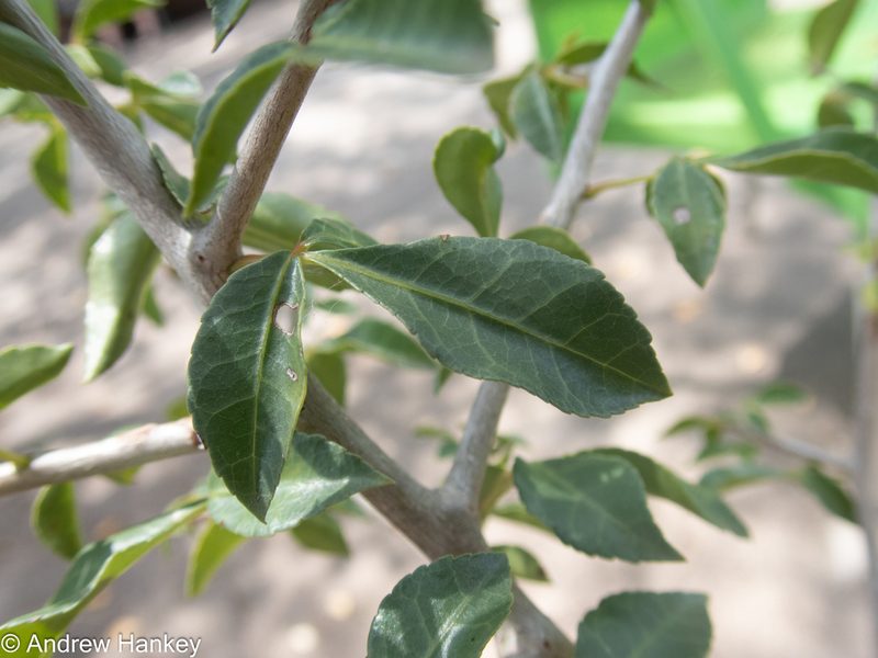 Commiphora neglecta, photographed by Andrew Hankey