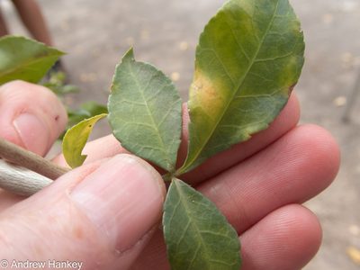 Commiphora neglecta, photographed by Andrew Hankey