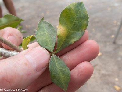 Commiphora neglecta, photographed by Andrew Hankey