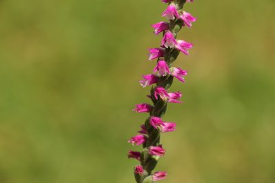 Spiranthes australis, photographed by Greg Tasney