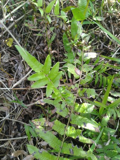 Ampelopteris prolifera, photographed by chiuluan