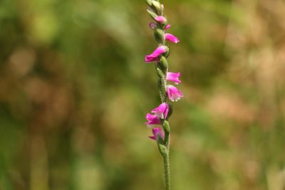 Spiranthes australis, photographed by Greg Tasney