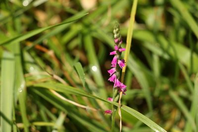 Spiranthes australis, photographed by Greg Tasney