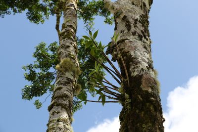 Dendrobium gracilicaule, photographed by Greg Tasney