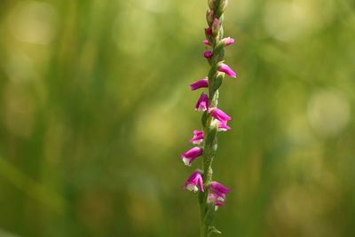 Spiranthes australis, photographed by Greg Tasney