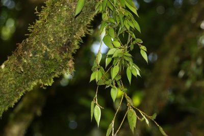 Dendrobium pugioniforme, photographed by Greg Tasney