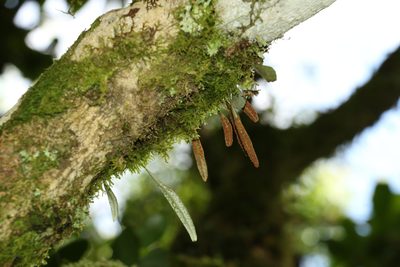 Pyrrosia rupestris, photographed by Greg Tasney