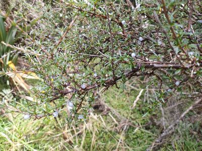 Coprosma rugosa, photographed by William Kenneth Wayne Godsoe