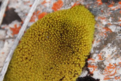 Trichostomum brachydontium, photographed by Tony Rebelo